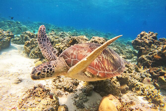 Gili Trawangan: Shared Gili Islands Snorkeling Tour - Snorkeling Equipment Provided