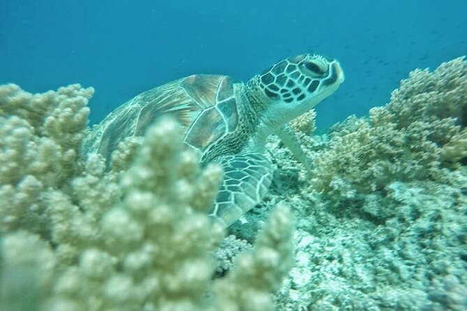 Gili Trawangan,Gili Meno& Gili Air Island:Snorkeling Day Trip Depart From Lombok - Island Hopping Adventure: Gili Trawangan, Gili Meno, and Gili Air