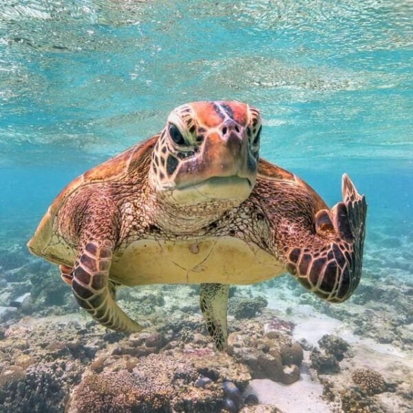 Gilitrawangan:Private Tour 3 Spot: Statue,Coral Reef,Turtle - Customer Feedback and Reviews
