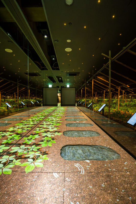 Ginseng Museum Entry Ticket with Tea Tasting - A Convenient Stop Near Gyeongbokgung Palace