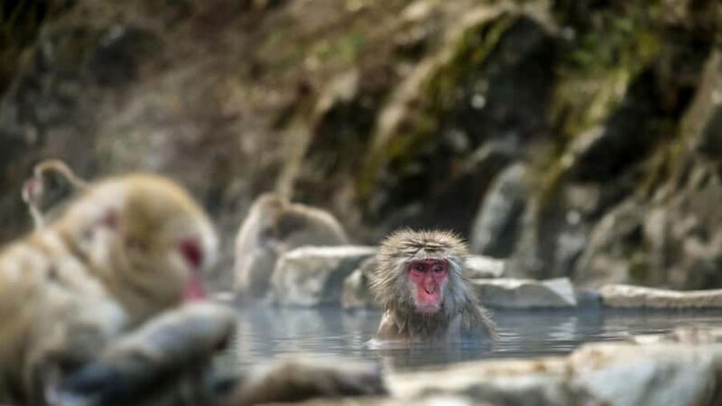 Ginzan Onsen &Zao Snow Monsters Winter 2-Day Tour From Tokyo - Introduction: A Magical Take on Japan’s Winter