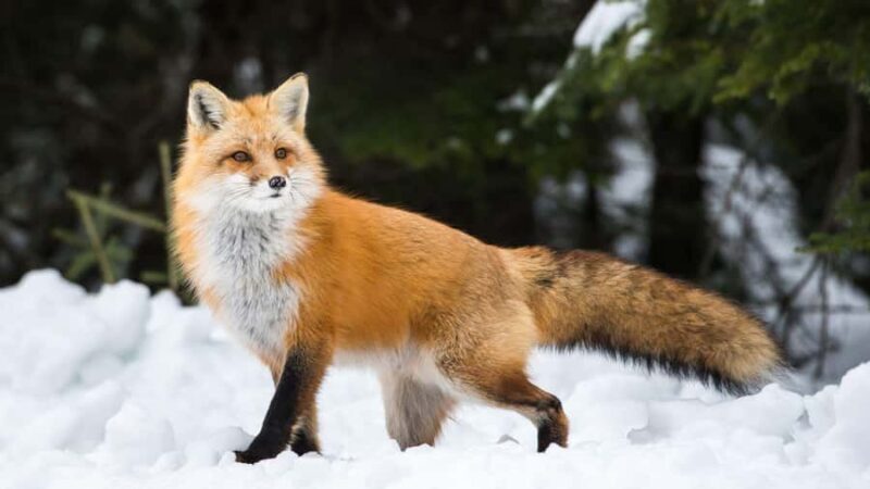 Ginzan Onsen &Zao Snow Monsters Winter 2-Day Tour From Tokyo - FAQs