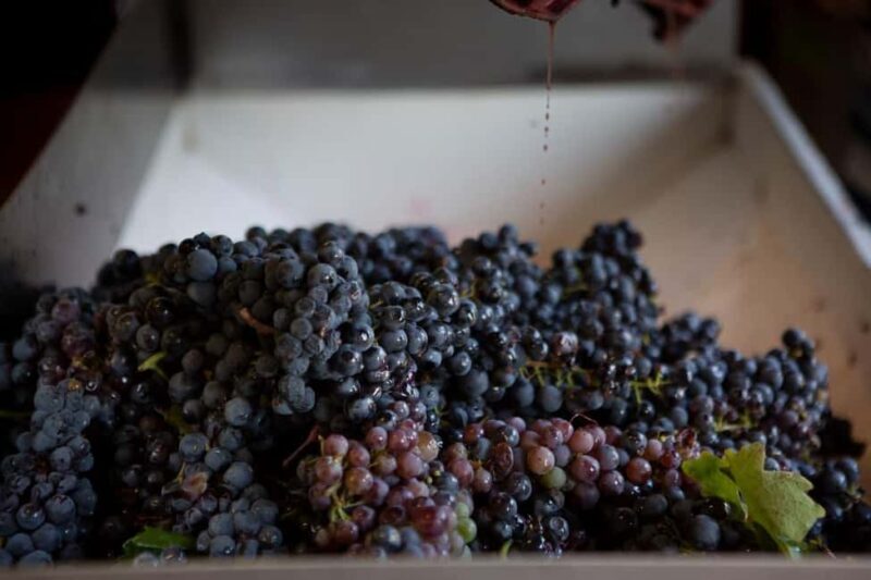 Gioia del Colle: Winery with Primitivo Tasting - Final Thoughts