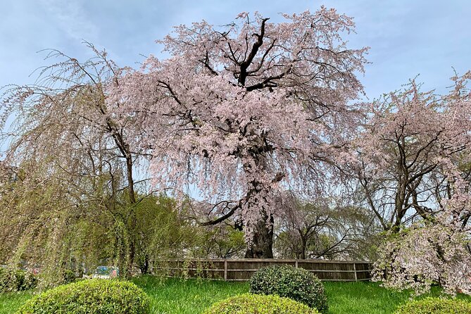 Gion District Walking With an Expert Local Tour Guide in Kyoto - Additional Information