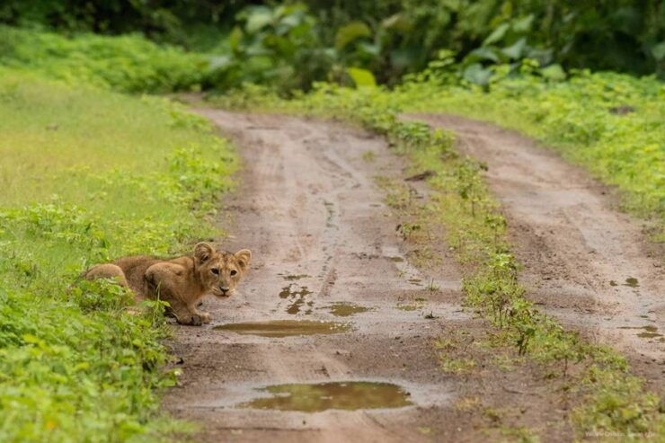 Gir National Park: Gir Forest Lion Safari in Open Jeep - Rich Biodiversity of Gir National Park