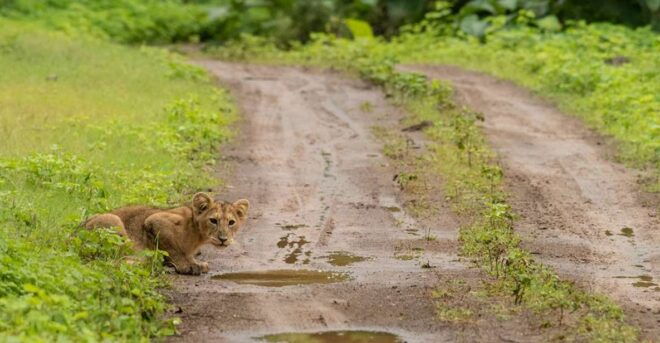Gir National Park: Gir Forest Lion Safari in Open Jeep - Flora and Fauna at Gir National Park