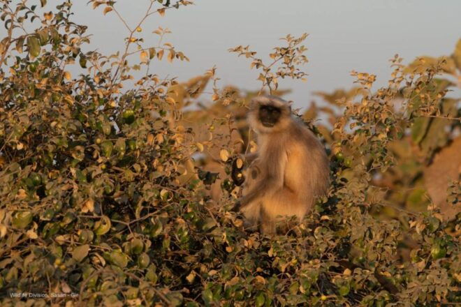 Gir National Park: Gir Forest Lion Safari in Open Jeep - Wildlife Adventure in Gir National Park