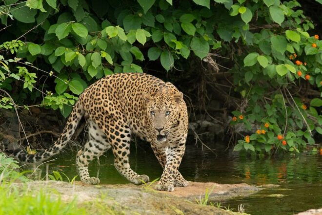 Gir National Park: Gir Forest Lion Safari in Open Jeep - Exploring the Rivers and Hills of Gir National Park