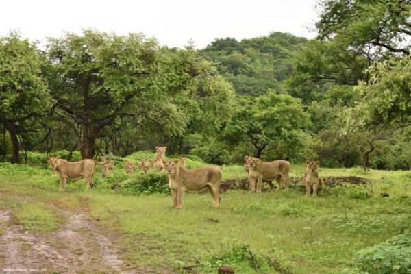 Gir National Park: Gir Forest Lion Safari in Open Jeep - Best Wildlife Areas in India: Gir National Park