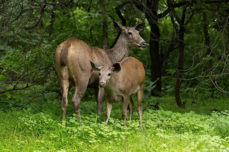 Gir National Park: Gir Forest Lion Safari in Open Jeep - Rich Biodiversity of Gir National Park