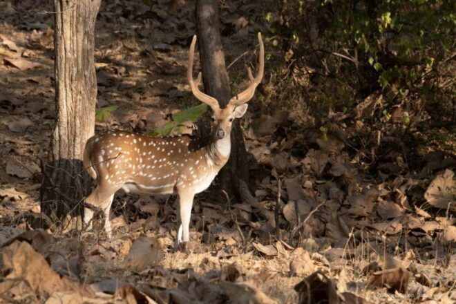 Gir National Park: Gir Forest Lion Safari in Open Jeep - Best Wildlife Areas in India: Gir National Park