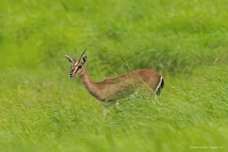 Gir National Park: Official Lion Safari with Hotel Pickup - Why We Love This Gir National Park Safari