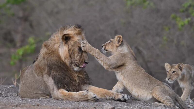 Gir National Park: Official Lion Safari with Hotel Pickup - Dive into the Details: The Itinerary