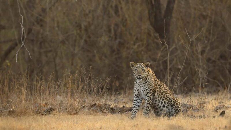 Gir National Park: Official Lion Safari with Hotel Pickup - A Deep Dive into Gir National Park Safari