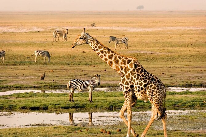 Giraffe Center 2-Hour Tour With Guide in Nairobi - Duration and Inclusions