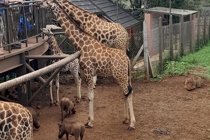Giraffe Center 2-Hour Tour With Guide in Nairobi - Logistics and Pickup Points