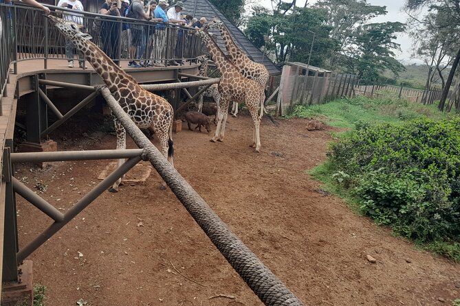 Giraffe Center 2-Hour Tour With Guide in Nairobi - Start Time and Capacity