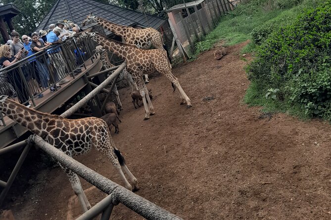 Giraffe Center 2-Hour Tour With Guide in Nairobi - Cancellation Policy