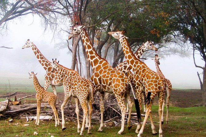 Giraffe Center and David Sheldrick Elephant Orphanage Day Tour From Nairobi - Additional Info