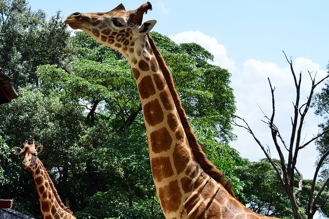 Giraffe Center and David Sheldrick Elephant Orphanage Day Tour From Nairobi - Frequently Asked Questions