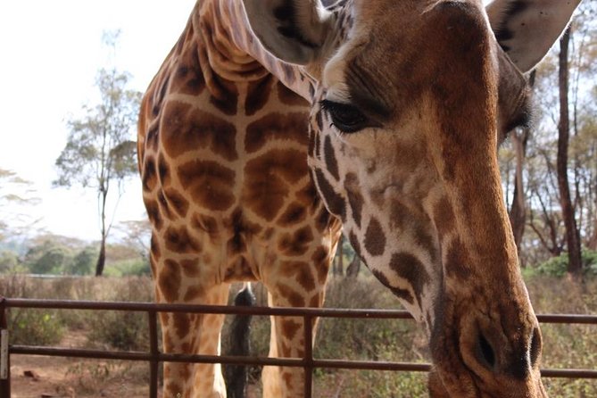Giraffe Center and David Sheldrick Elephant Orphanage Tour - Tour Overview