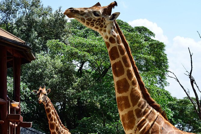 Giraffe Center and David Sheldrick Elephant Orphanage Tour - Reviews and Ratings