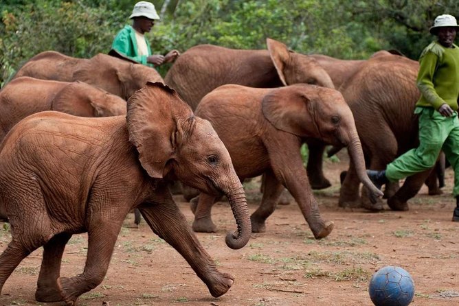 Giraffe Center, Elephant Orphanage and Nairobi National Park Day Tour Nairobi - Tour Overview