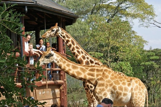Giraffe Center, Elephant Orphanage and Nairobi National Park Day Tour Nairobi - Cultural Immersion