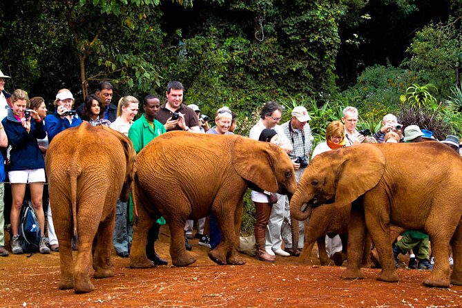Giraffe Center, Elephant Orphanage and Nairobi National Park Day Tour Nairobi - Transportation Details