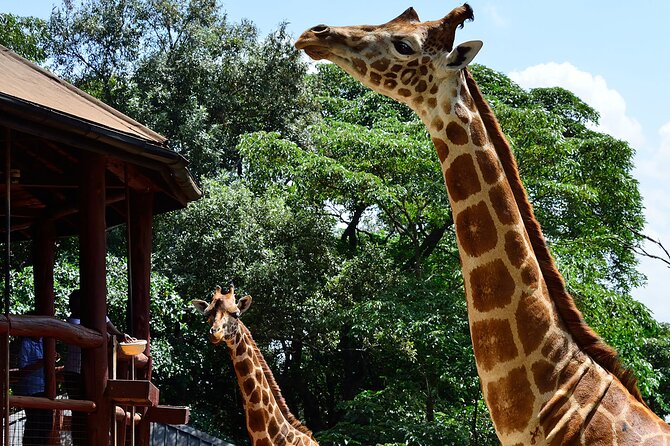 Giraffe Center, Elephant Orphanage and Nairobi National Park Day Tour Nairobi - Booking Information