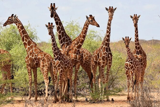 Giraffe Center, Nairobi National Museum and Kobe Beads Center - Good To Know