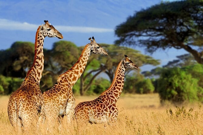 Giraffe Center, Nairobi National Museum and Kobe Beads Center - Accessibility Information