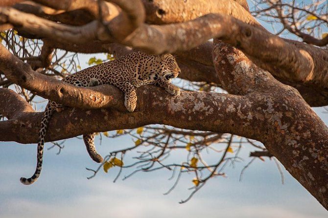 Giraffe Center, Stedmark Animals Haven & Nairobi Park Tour - Wildlife Attractions in Nairobi