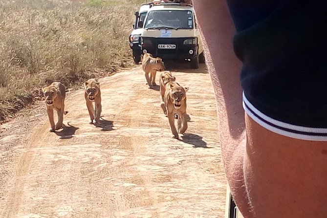 Giraffe Center, Stedmark Animals Haven & Nairobi Park Tour - Conservation Insights at Giraffe Center