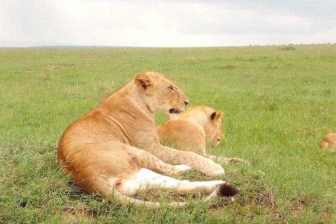 Giraffe Center, Stedmark Animals Haven & Nairobi Park Tour - Bird Watching at Stedmak Gardens