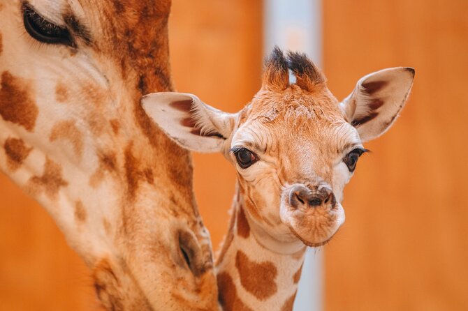 Giraffe Center Tour and Kibera Slums Guided Walking Tour - Cancellation Policy and Reservation