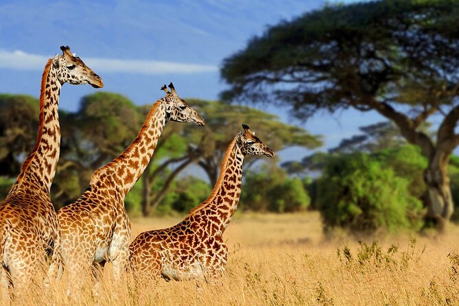 Giraffe Center Tour and Kibera Slums Guided Walking Tour - Key Information for Travelers