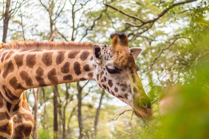 Giraffe Center Tour and Kibera Slums Guided Walking Tour - Additional Notes and Recommendations