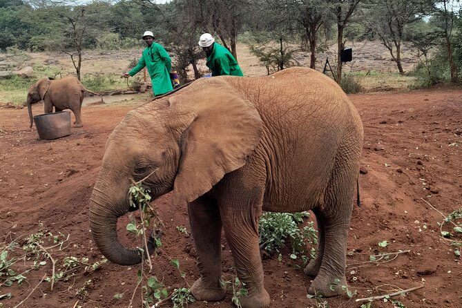 Giraffe Centre and Animal Orphanage Guided Tour In Nairobi. - Operating Hours