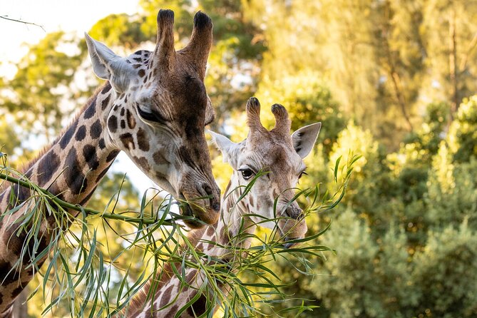 Giraffe Experience at Melbourne Zoo - Meeting and Pickup