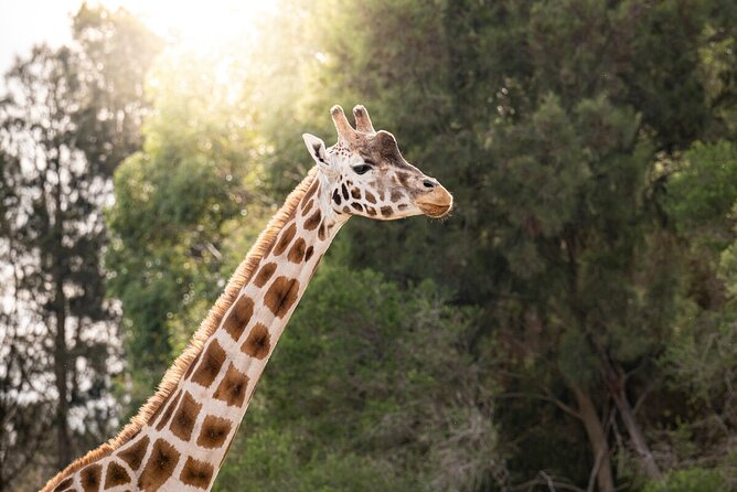 Giraffe Experience at Werribee Open Range Zoo - General Admission and Meeting Details