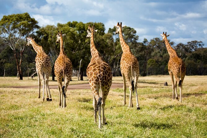 Giraffe Experience at Werribee Open Range Zoo - Whats Included in the Giraffe Experience