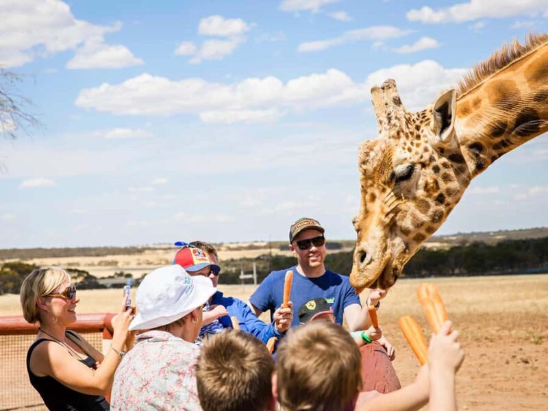 Giraffe Safari & a Day at Monarto Safari Park - Introduction: An Authentic Giraffe Encounter in South Australia