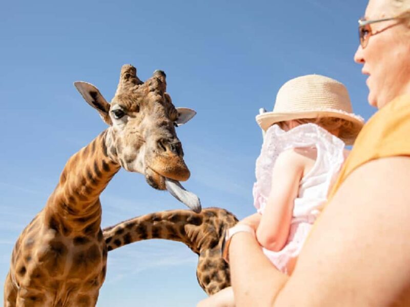Giraffe Safari & a Day at Monarto Safari Park - The Value of Supporting Conservation