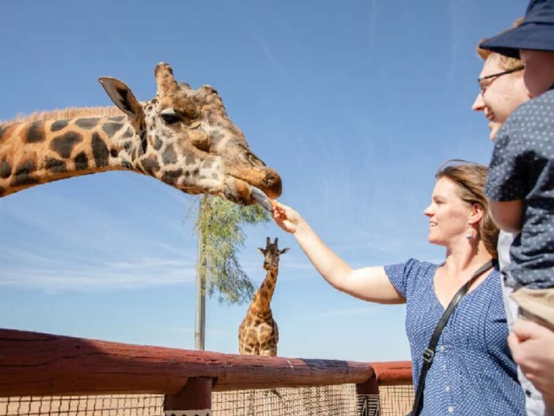 Giraffe Safari & a Day at Monarto Safari Park - Authentic Visitor Experiences and Insights