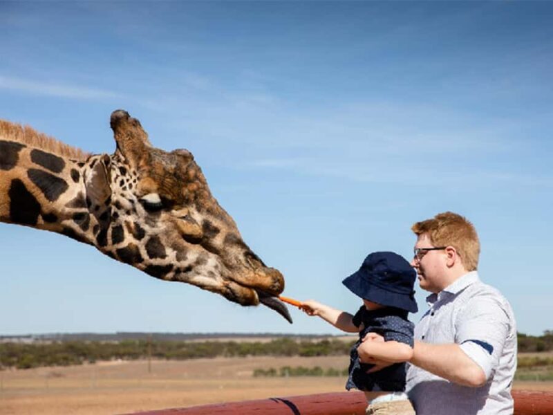 Giraffe Safari & a Day at Monarto Safari Park - The Sum Up: Who Will Love This Safari?