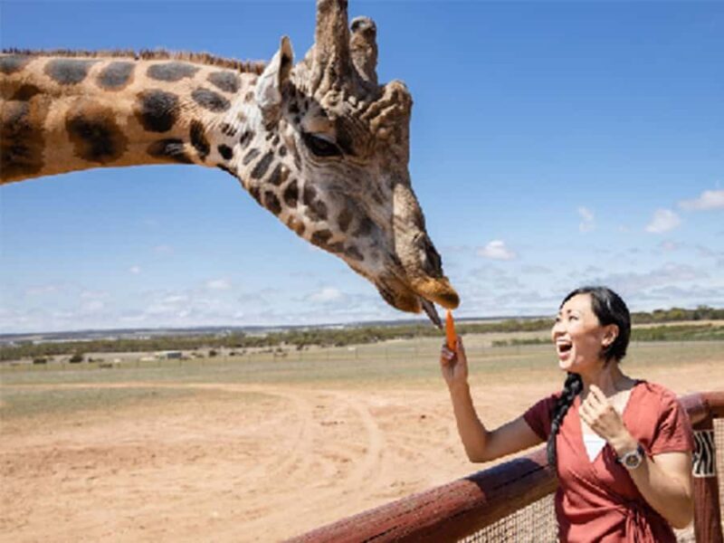 Giraffe Safari & a Day at Monarto Safari Park - FAQ