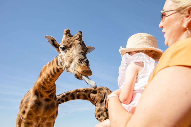 Giraffe Safari Experience and A Day at Monarto Safari Park - A close encounter, not just a viewing stop