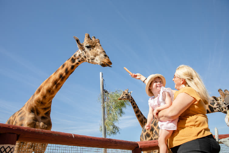Giraffe Safari Experience and A Day at Monarto Safari Park - Making a day of Monarto Safari Park