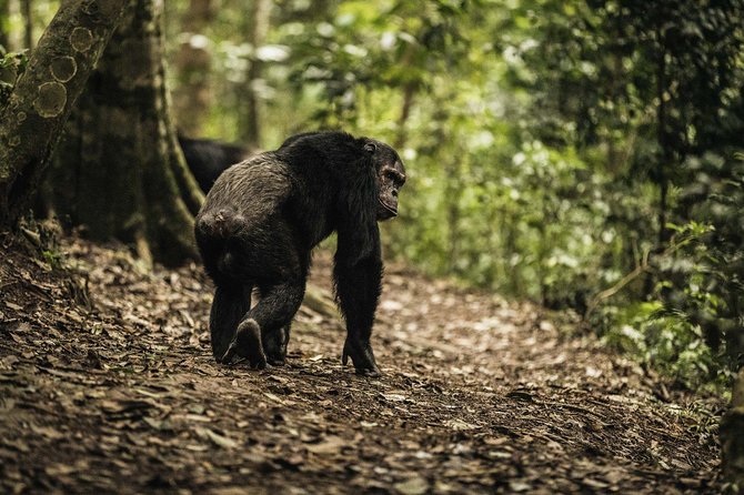 Gishwati Natural Forest in Rwanda & Lake Kivu Tour - Good To Know